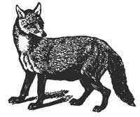 fox