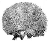 hedgehog