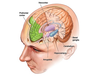 Brain, skull and meninges