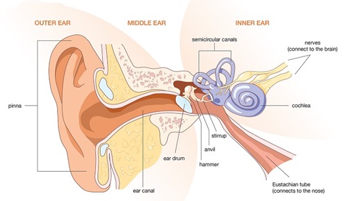 ear