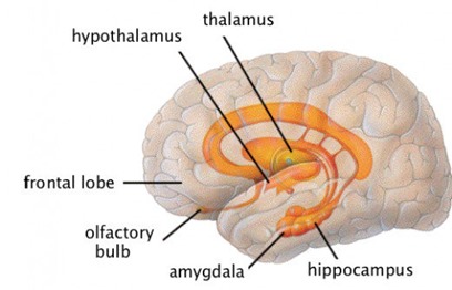 thalmus