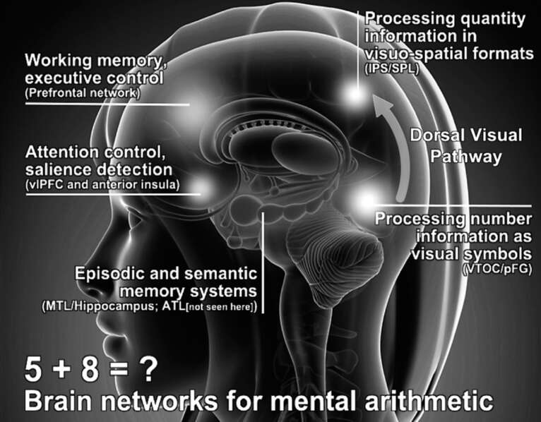 Figure 5: Brain areas available for Mathematical thinking